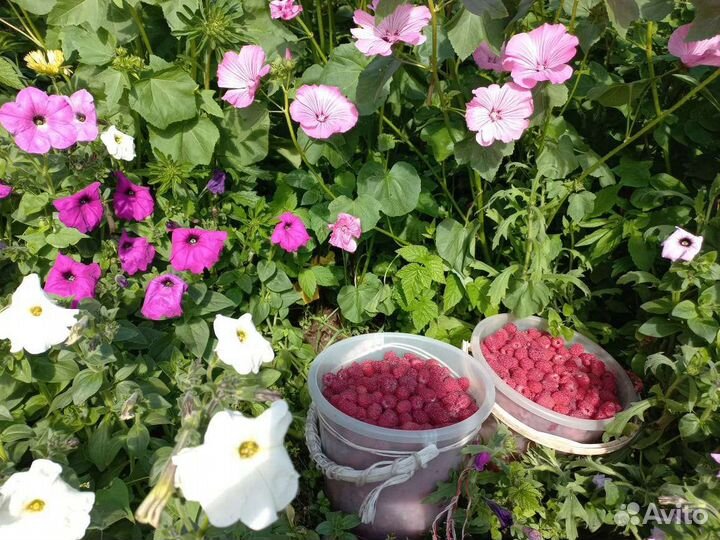 Малина ягоды свежая