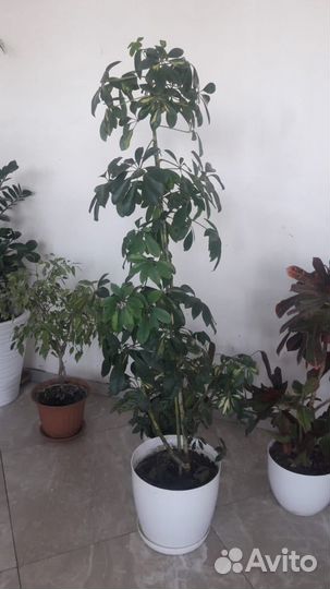 Шефлера, юкка