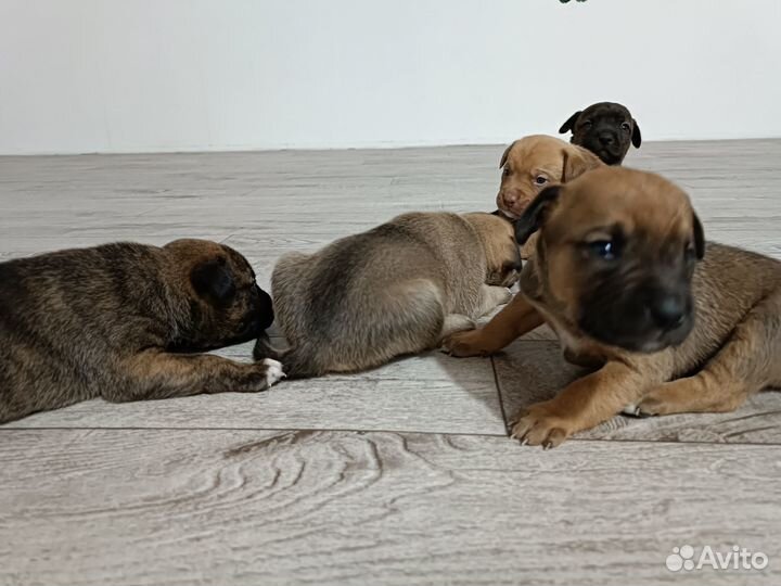 Продам собачек 2000