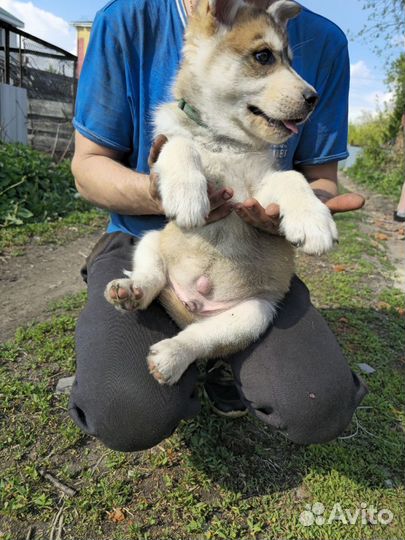 Сибирский хаски