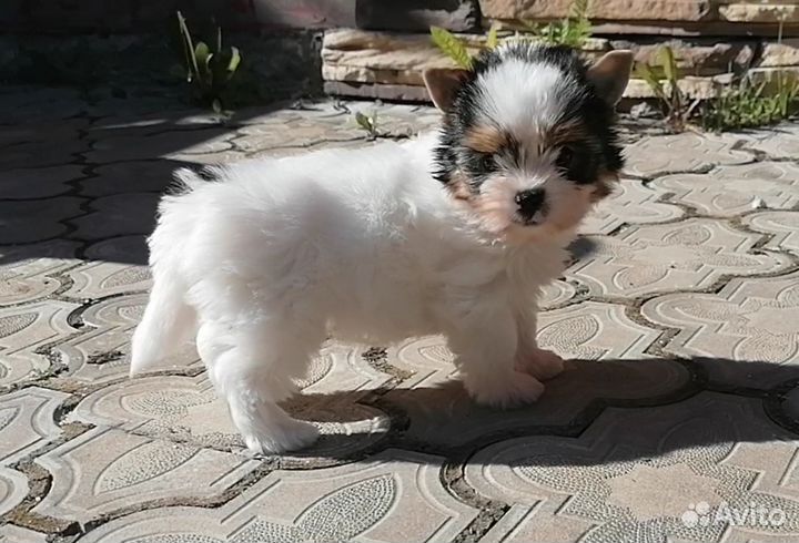 Девочки бивер йорк