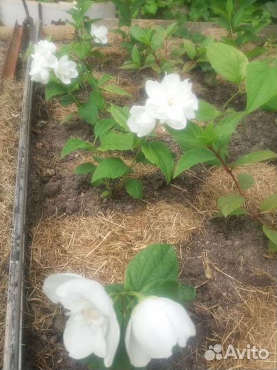 Жасмин (махровый) чубушник