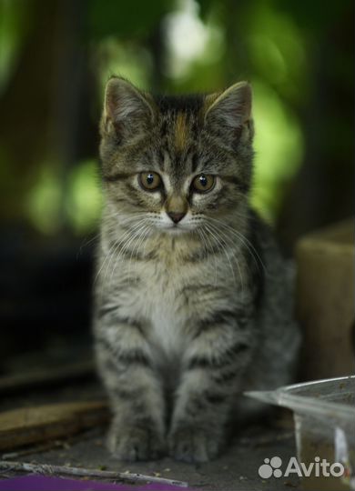 Котенок живет на теплотрассе, нужна семья