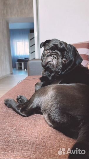 Мопс для вязки