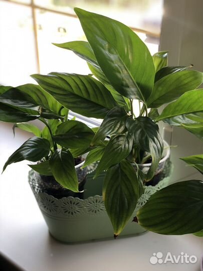 Аглаонема и другие цветы