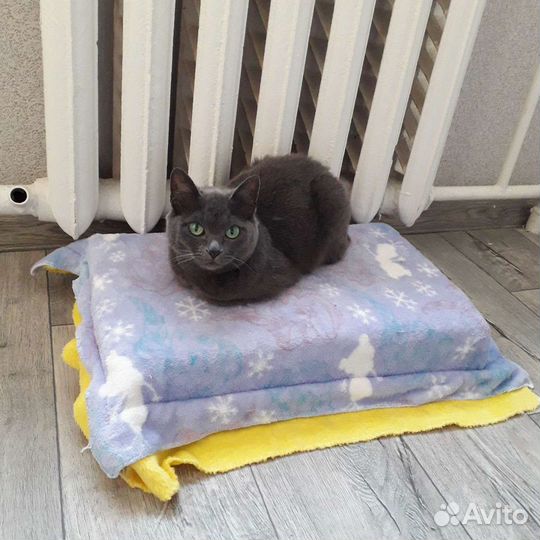 Гостиница для животных в квартире и частном доме