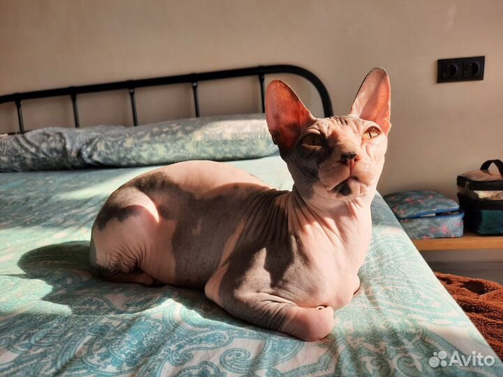 Котята канадского сфинкса