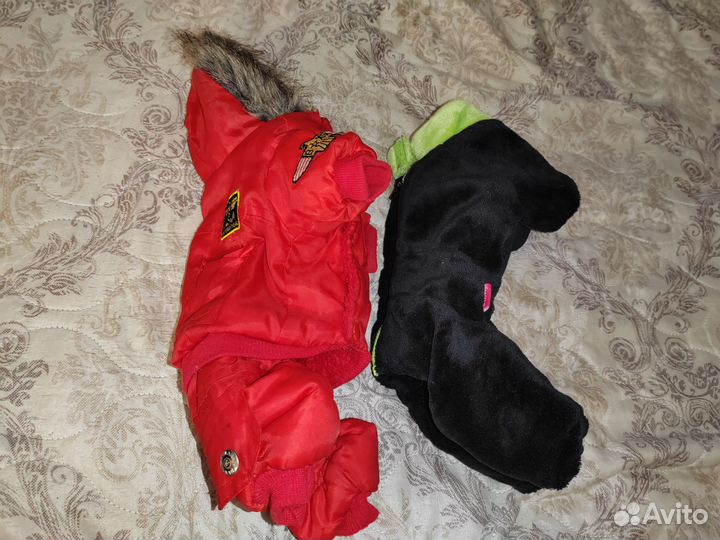 Одежда для чихуахуа