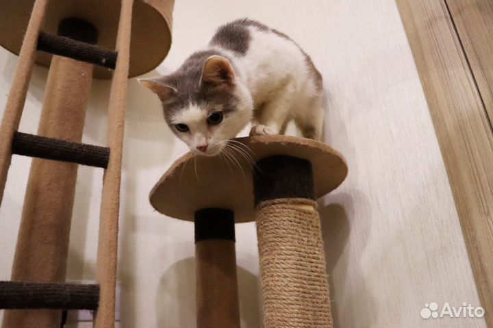 Ищем дом для обоятельно кота