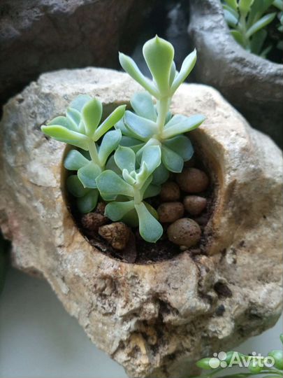 Суккуленты 6 видов (комнатные растения 2ч.)