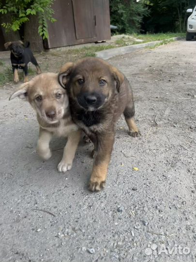 Щенки бесплатно