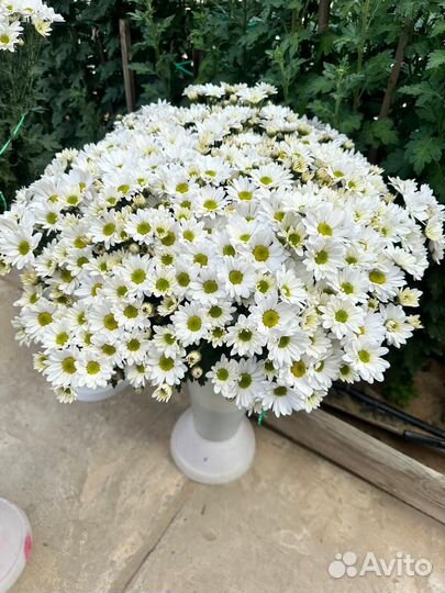 Букеты, хризантемы, цветы