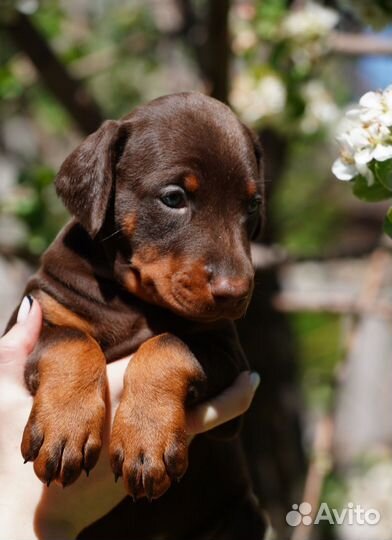 Щенки добермана