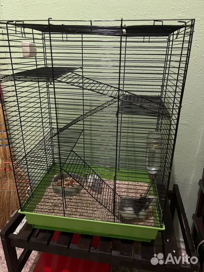 Крысы, клетка