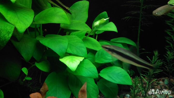 Аквариумные растения