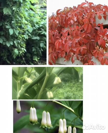 Садовые растения и цветы