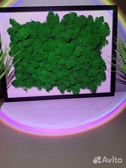 Постеры,картина из зелени,картины их мха,декор