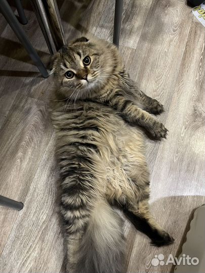 Шотландский кот вязка