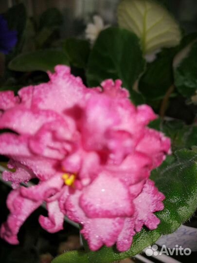 Фиалка сортовая. Распродаю