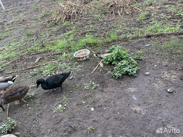 Изумрудная утка