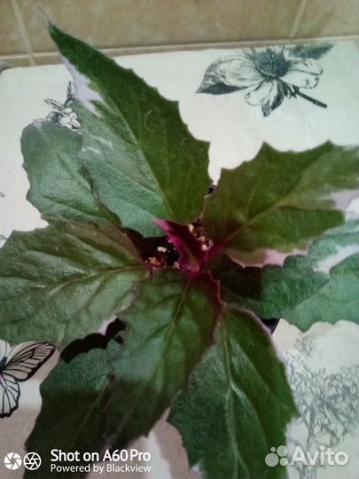 Гинура вариегатная