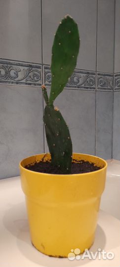 Хлорофитум, денежное дерево, земеокулькас, кактус