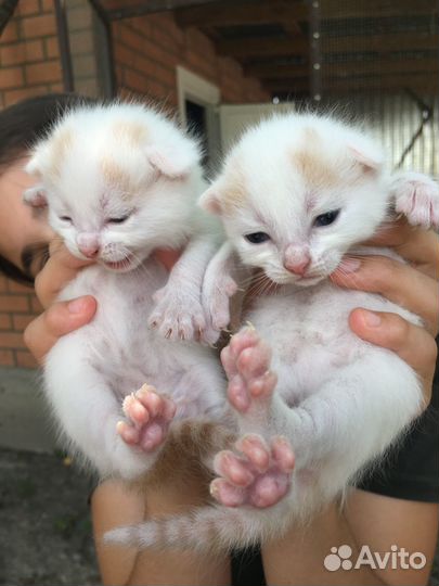 Котята в добрые руки даром