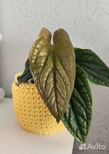 Кашпо, ящики, горшки