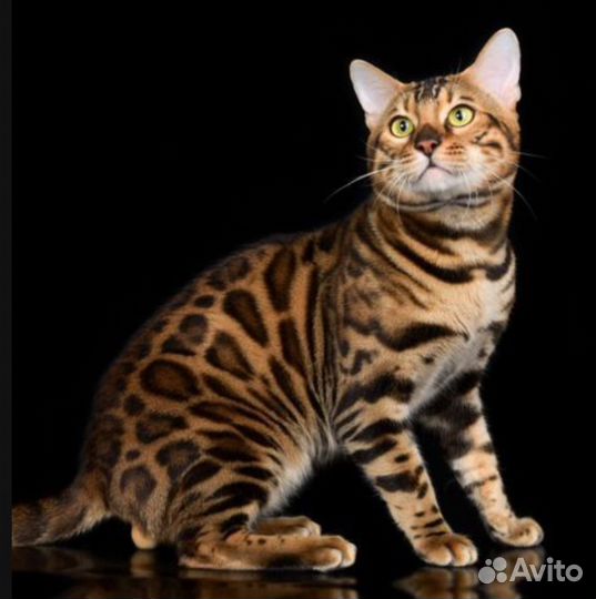 Кот бенгал