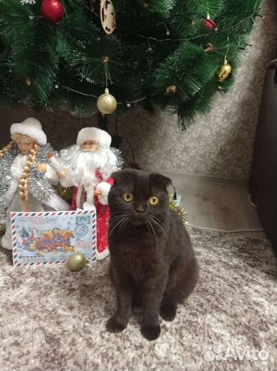 Породистая кошка Боня