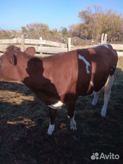 Продам корову и телку