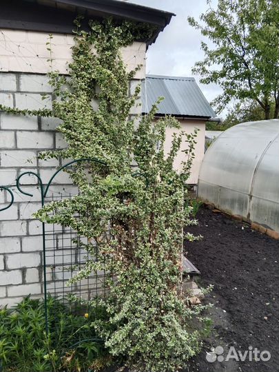 Бересклет форчуна