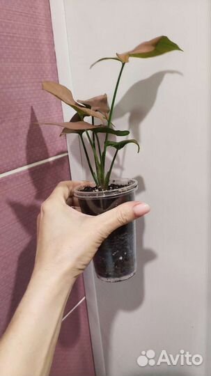 Сингониум розовый