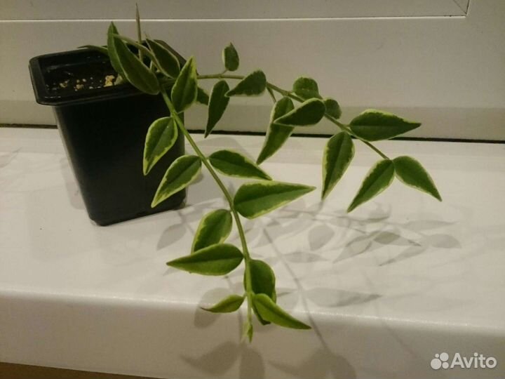 Хойя Белла вариегатная