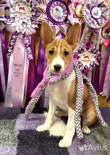 Басенджи девочка 4 мес