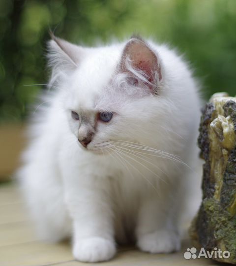 Священная Бирма девочка