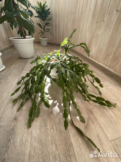 Декабрист шлюмбергера