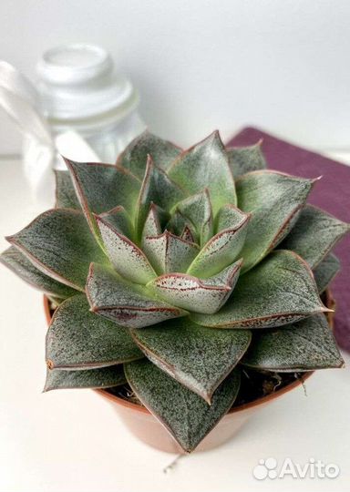 Эхеверия пурпузорум