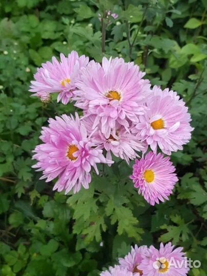 Многолетние садовые цветы