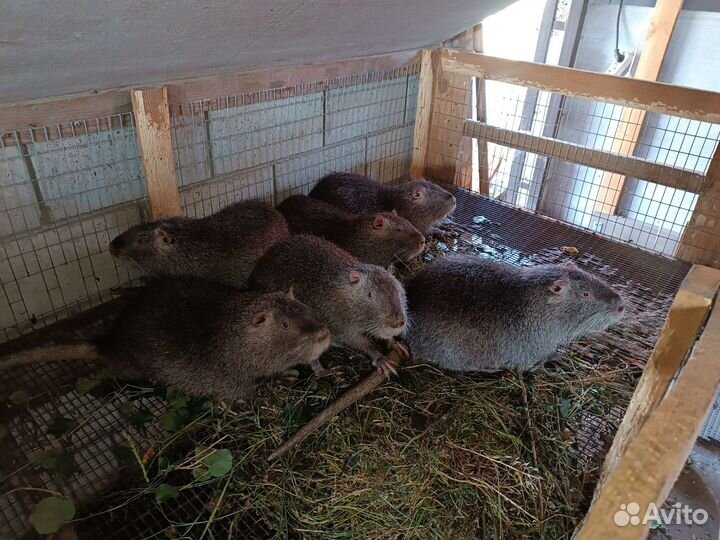 Нутрии самцы