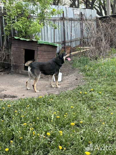 Отдам даром бесплатно в дар собаку