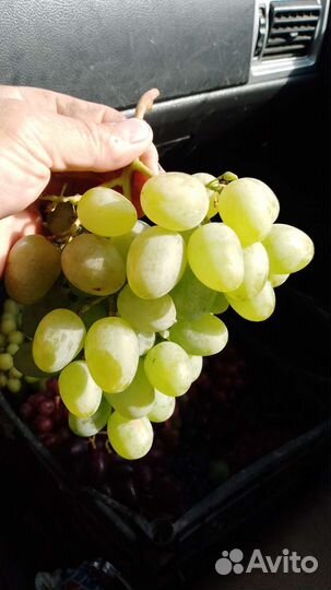 Черенки винограда