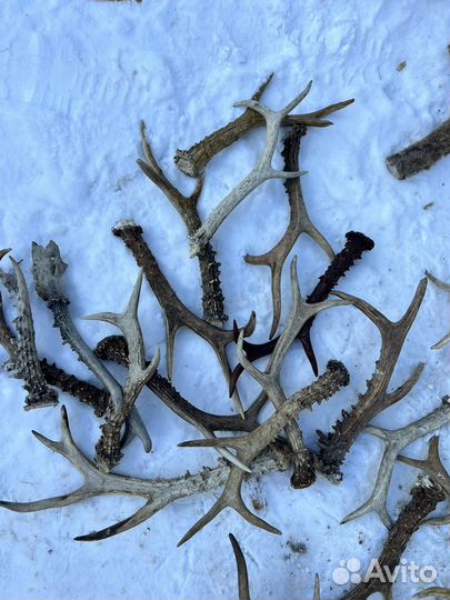 Рога косули