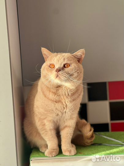 Британец для вязка