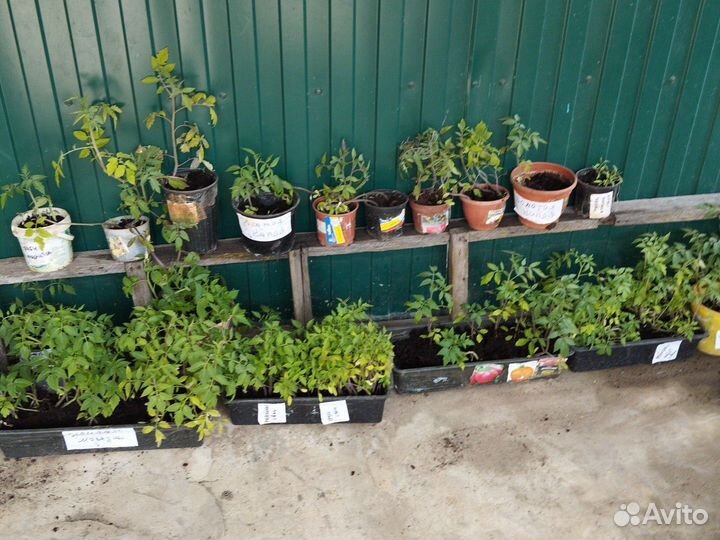 Рассада помидор и перца