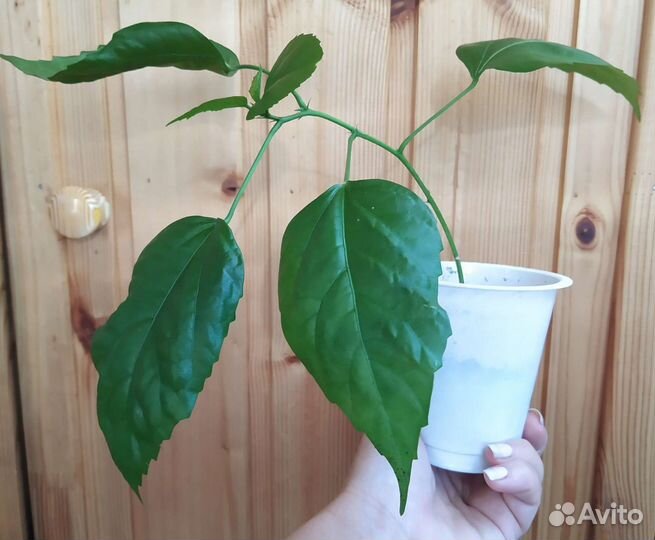 Гибискус махровый