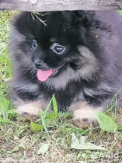 Щенки шпица