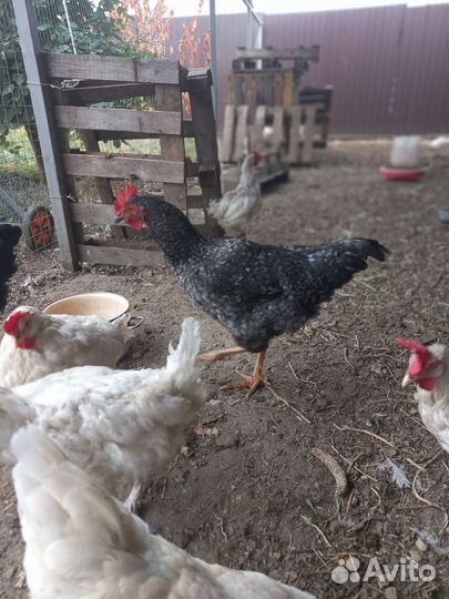 Молодые петухи