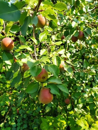 Дача 20 м² на участке 4,3 сот.