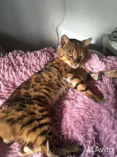 Бенгальский кот в добрые руки